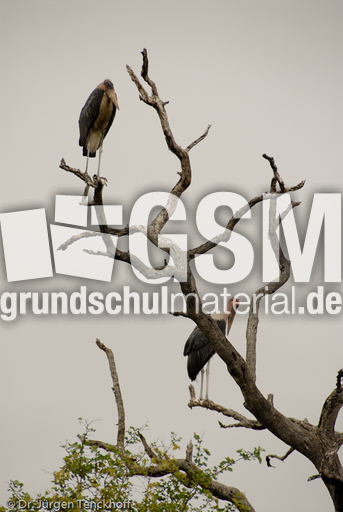 Marabu (13 von 33).jpg